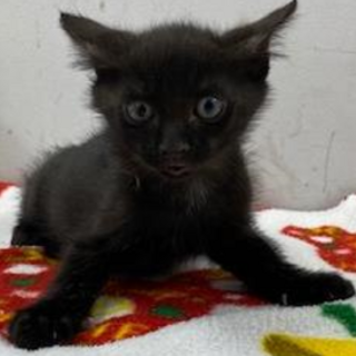 譲渡されました。