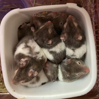 可愛いハムスター飼ってみ...」東京都 - 小動物の里親募集(308491 
