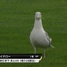 ぺいぺいまむ