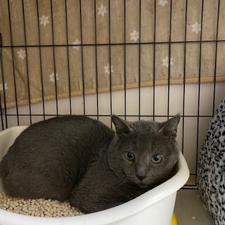 劣悪繁殖場から来ました