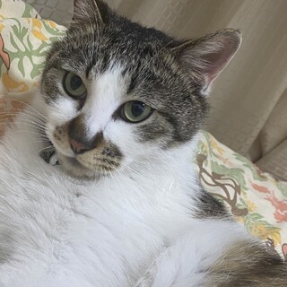 【里親様決まりました】白キジのアルくん