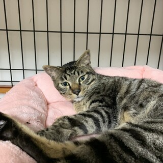キューブ、里親さま決定しました