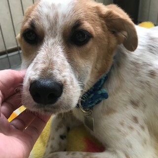 ◆決定◆宮古島から来ました「アキラ」です