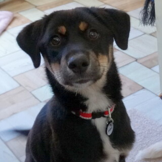 ◆決定◆宮古島からやってきた「まろみ」