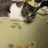 たむさ