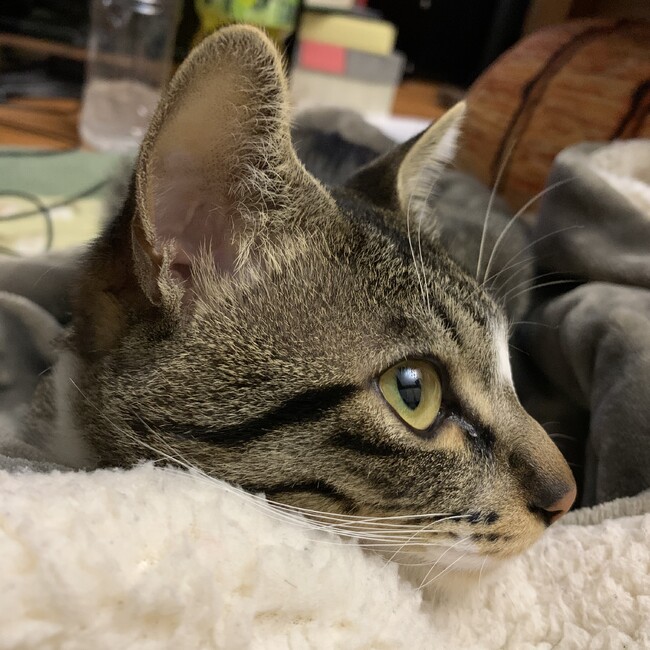 たむさのカバー写真