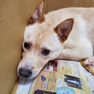 この子を助けてください。