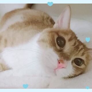 気が弱い甘えん坊の「ちゃちー」