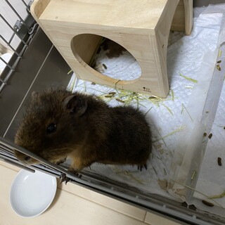 テディモルモット里親募集