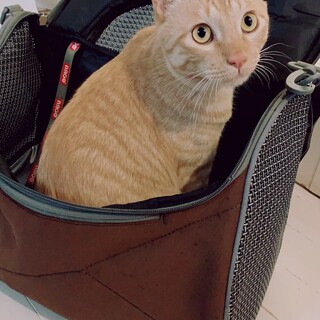 元気いっぱい！甘えん坊の男の子