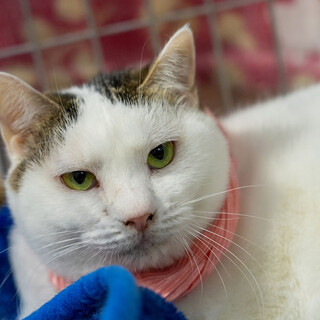 ひなた（白ブチ）