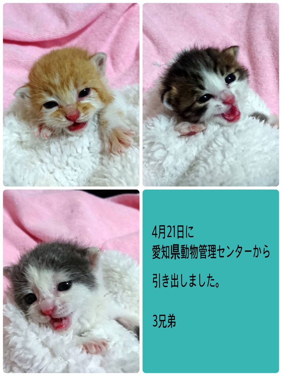 保護管理センターから引き 愛知県 猫の里親募集 ペットのおうち 月間利用者150万人