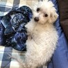 しげりなゆう