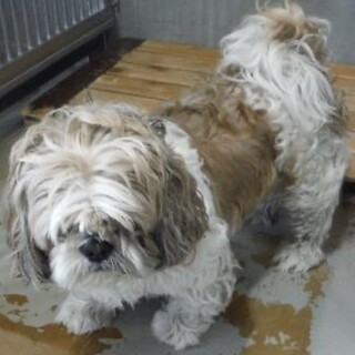 飼い主様のお迎えがありました。