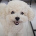 【追記有】タイニープードル４ヶ月♀