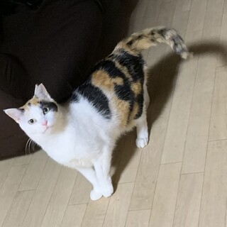 求む！　チャレジャーな里親さん