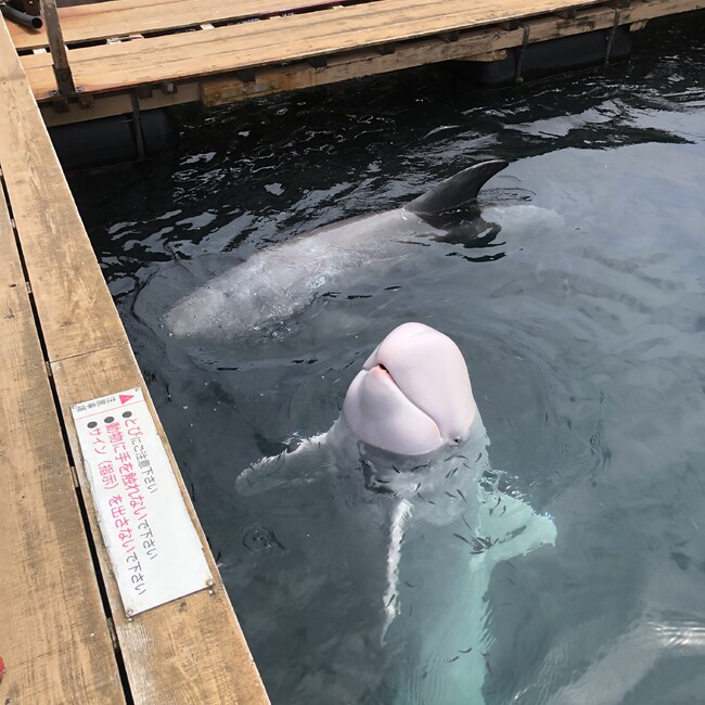 ぺいぺいまむのカバー写真