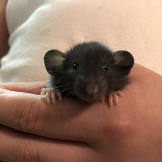 ファンシーラットの赤ちゃん