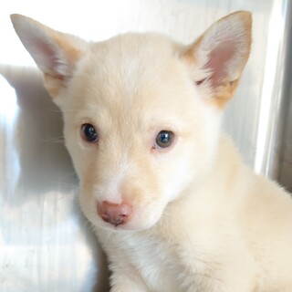 一旦停止【センターレスキュー】優しい色合いの男の子