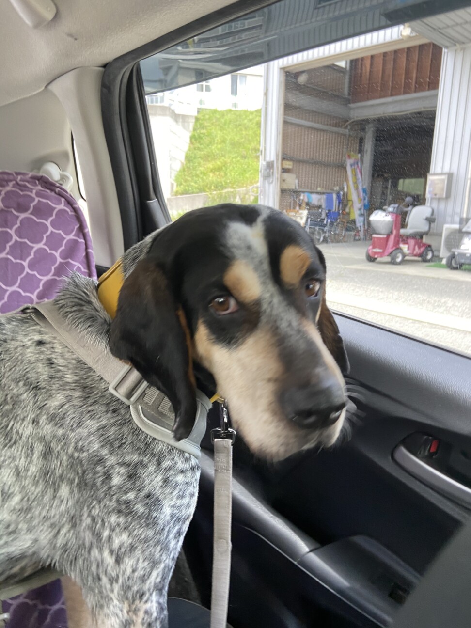 元気いっぱいまだ若いマロ 兵庫県 犬の里親募集 ペットのおうち 月間利用者150万人