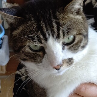 クーちゃんを助けて