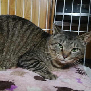 穏やかでおっとりタイプの男の子、りんご猫さんです