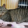 穏やかでおっとりタイプの男の子、りんご猫さんです サムネイル2