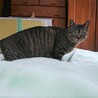 穏やかでおっとりタイプの男の子、りんご猫さんです サムネイル3