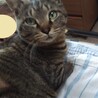 穏やかでおっとりタイプの男の子、りんご猫さんです サムネイル4