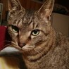 穏やかでおっとりタイプの男の子、りんご猫さんです サムネイル5