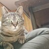 穏やかでおっとりタイプの男の子、りんご猫さんです サムネイル6