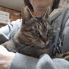 穏やかでおっとりタイプの男の子、りんご猫さんです サムネイル7