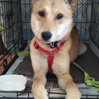 人が大好き、甘えん坊な男の子「りく」