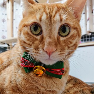 人間大好き 甘えん坊のノア