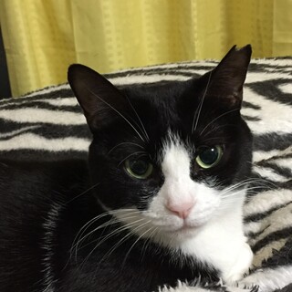 のんちゃん♀人馴れ抜群◎フレンドリーで甘えん坊