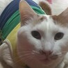 ゆうくん♂人馴れ抜群◎甘えん坊デカニャンコ サムネイル3