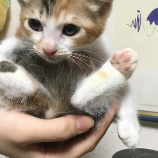 里親さんを募集します!