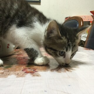 里親さん募集しています