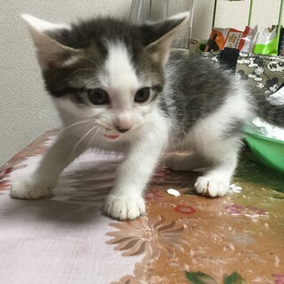 里親さん募集します！