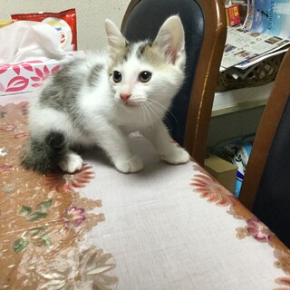 里親さん募集します！