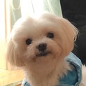 ちょっぴりシャイな☆マルチーズのエルモくん