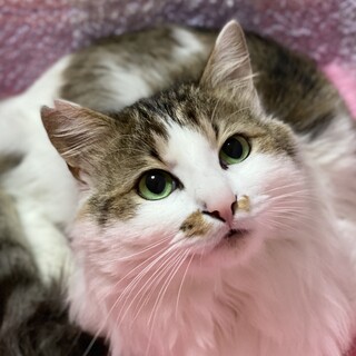 イケメン☆ぐーちゃん