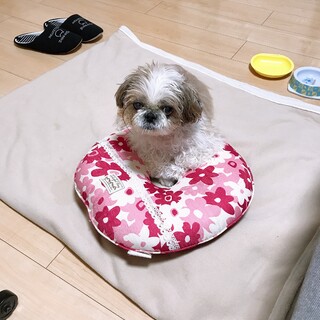 シーズーの里親募集！