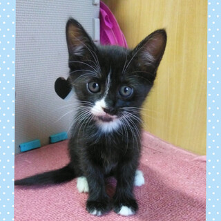 人なれバッチリ☆可愛い女の子です！