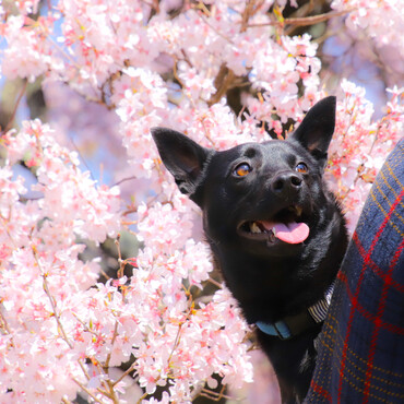 今年も桜を見ましたよ