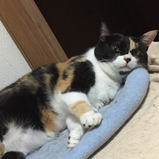  みかんちゃん♀マイペースな静かめ女子