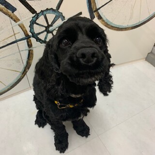 人間が大好きなアメコカくん ♂ペッパー 推定4歳〜