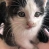 1ヶ月くらいの子猫の兄弟　5匹 サムネイル4