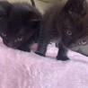 1ヶ月くらいの子猫の兄弟　5匹 サムネイル5