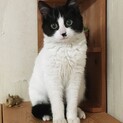 再々募集　家猫修行中の子猫　日ごとに可愛さ倍増